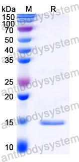 Anti-Castor bean Ricin Nanobody (SAA1143)