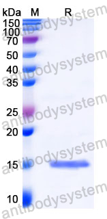 Anti-Castor bean Ricin Nanobody (SAA1148)