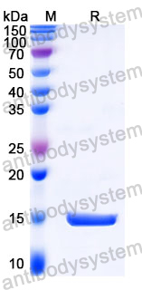 Anti-Castor bean Ricin Nanobody (SAA1149)