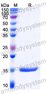 Anti-Castor bean Ricin Nanobody (SAA1175)