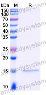 Anti-European white birch Bet v 1/Allergen Bet v I-A Nanobody (SAA1357)