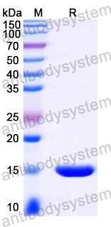 Anti-Pistachio Allergen Pis v 2/11S globulin Nanobody (SAA1337)