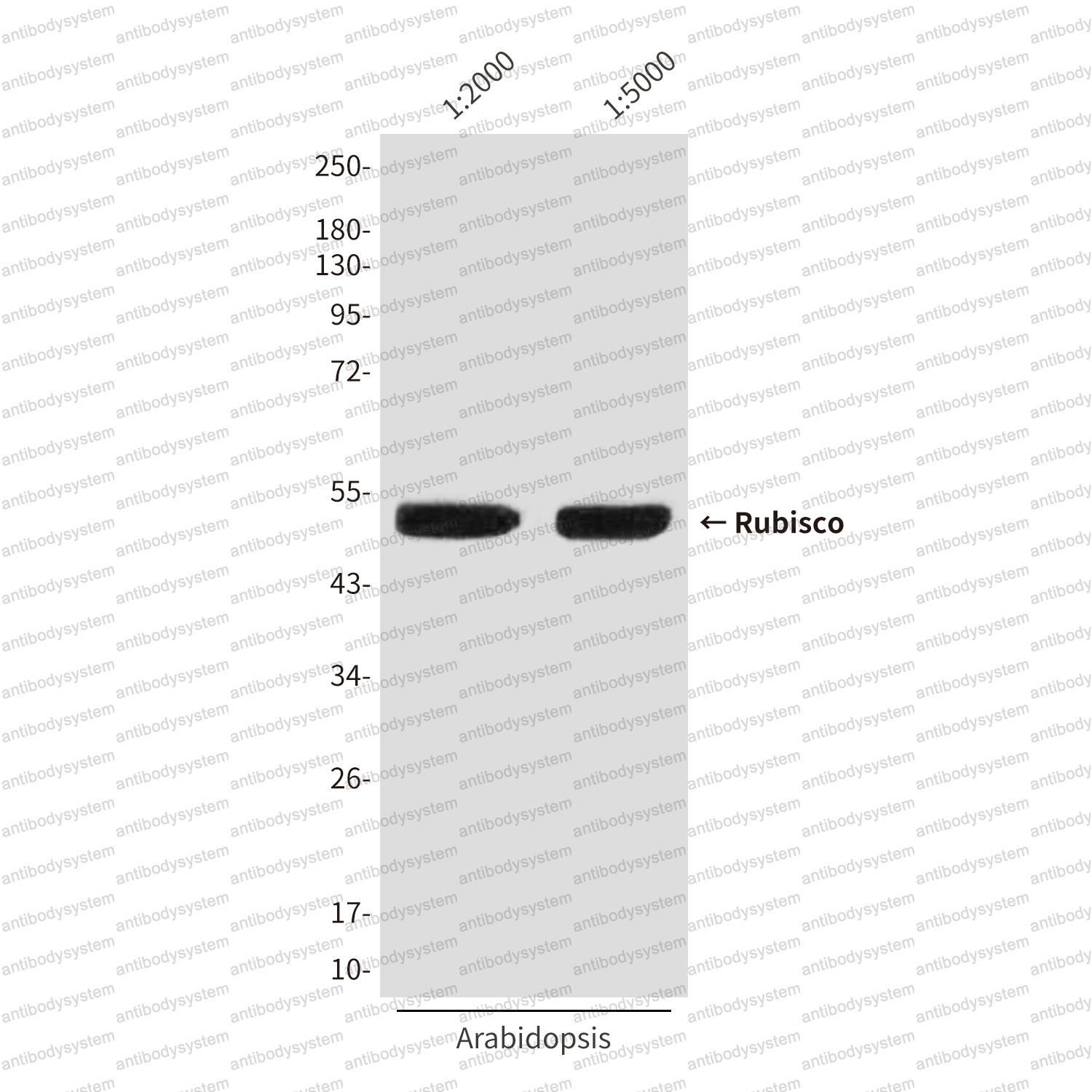 Anti-Rubisco Antibody (R4D85)