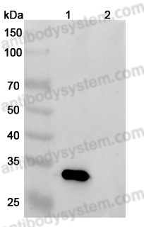 InVivoMAb Anti-Human CD205/LY75 Antibody (A1)