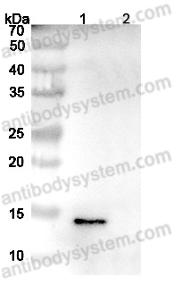 InVivoMAb Anti-Human IGF2 (Iv0064)