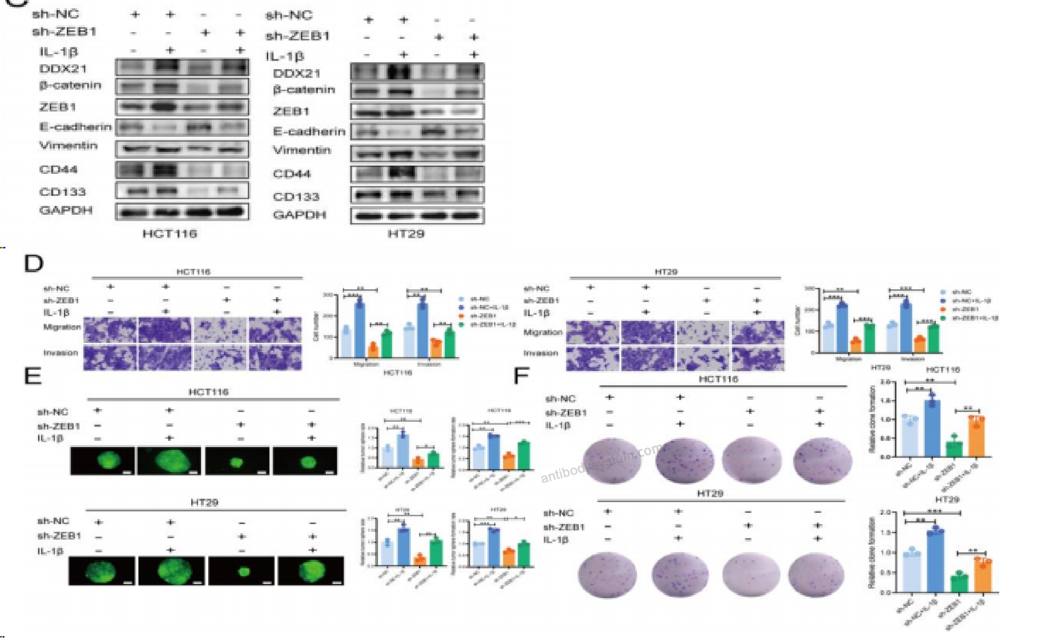 Bioactivity for InVivoMAb Anti-Human IL1B/IL1F2 (Iv0019) ?>