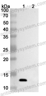 InVivoMAb Anti-Human CXCL10/IP-10 (Iv0088)