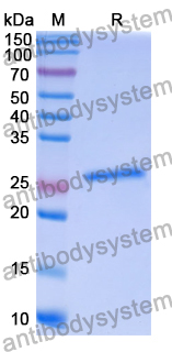 InVivoMAb Anti-Human vWF Antibody (12A2H1)