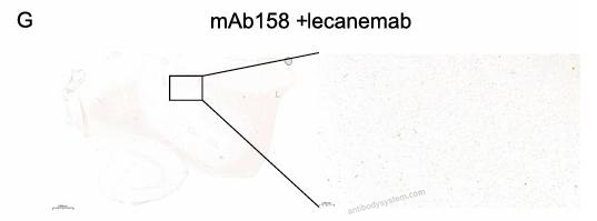 Bioactivity for InVivoMAb Anti-Human APP/Amyloid beta Antibody (mAb158) ?>