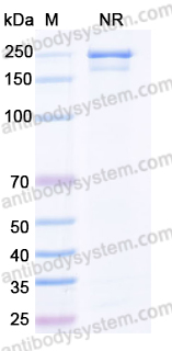 InVivoMAb Anti-Human APP/Amyloid beta Antibody (mAb158)