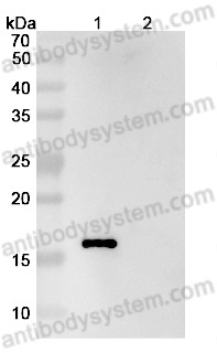 InVivoMAb Anti-Human IL5 (Iv0021)