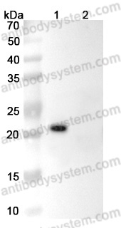 InVivoMAb Anti-Human IL6 (Iv0022)