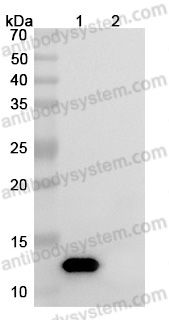 InVivoMAb Anti-Human IL8/CXCL8 (Iv0023)