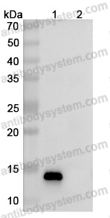 InVivoMAb Anti-Human CCL2/MCP-1 (Iv0077)