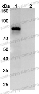 InVivoMAb Anti-Human TGM2 Antibody (52F3)