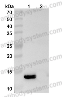 InVivoMAb Anti-Human IL13 (Iv0027)