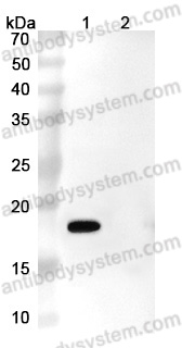 InVivoMAb Anti-Human SNCA Antibody (Iv0172)