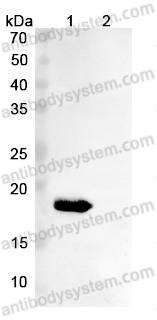 InVivoMAb Anti-Human SNCA Antibody (Iv0175)