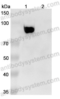 InVivoMAb Anti-Human FAP (Iv0096)