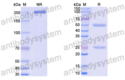 InVivoMAb Anti-Human RAGE/AGER Antibody (7F9)