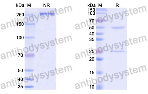 InVivoMAb Anti-Human RAGE/AGER Antibody (11E6#)