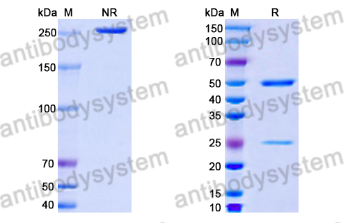 InVivoMAb Anti-Human RAGE/AGER Antibody (4E5#)