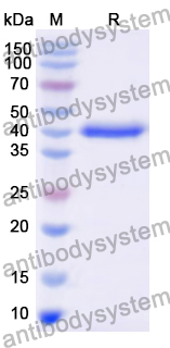 InVivoMAb Anti-Human IL17F (Iv0028)