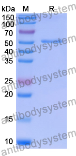 InVivoMAb Anti-Human TREM1 & CD46 Bispecific Antibody (SAA2036)