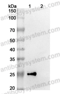 InVivoMAb Anti-Human CD319/SLAMF7 Antibody (Iv0264)