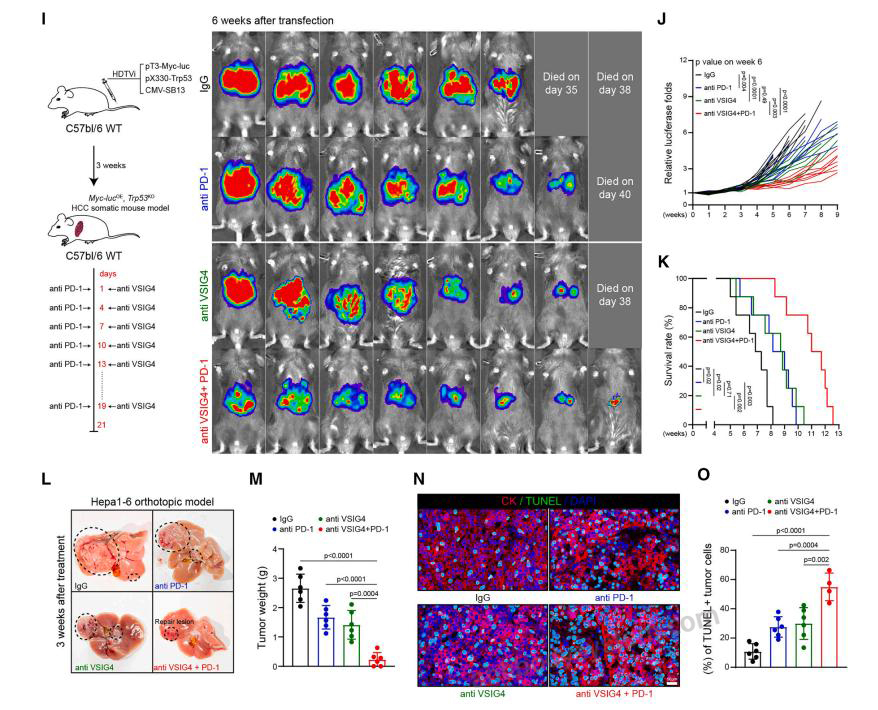 Bioactivity for InVivoMAb Anti-Human/Mouse VSIG4/CRIg Antibody (Iv0141) ?>