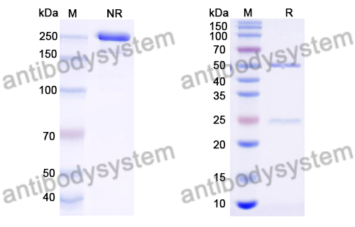 InVivoMAb Anti-Mouse CD8a/Lyt2 Antibody (Iv0165)