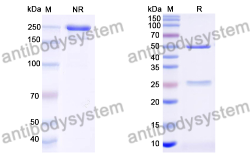 InVivoMAb Anti-Mouse CD152/CTLA4 (Iv0047)