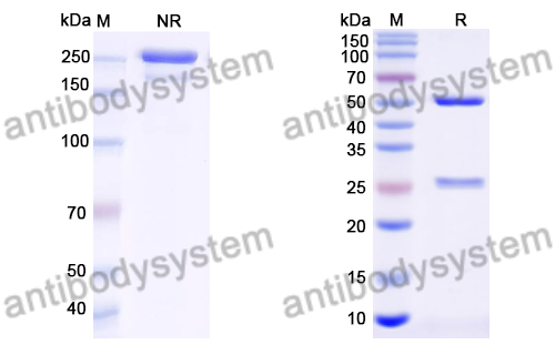 InVivoMAb Anti-Mouse TIGIT Antibody (10A7)