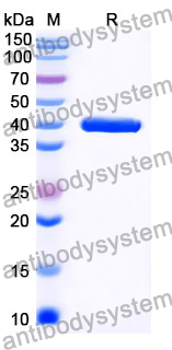 InVivoMAb Anti-Mouse CD274/PD-L1/B7-H1 (Iv0040)