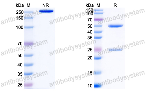 InVivoMAb Anti-HBV-A S/L-HBsAg/L glycoprotein Antibody (Iv0152)