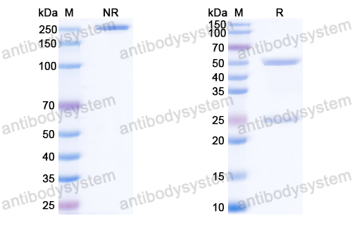 InVivoMAb Anti-HBV-A S/L-HBsAg/L glycoprotein Antibody (Iv0190)