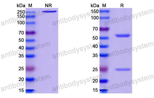 InVivoMAb Anti-HIV1 gp120/Glycoprotein 120 (Iv0038)