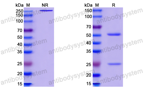 InVivoMAb Anti-HIV-1 gp140/Env Trimer Broadly Neutralizing Antibody (Iv0111)