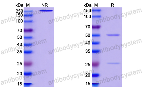 InVivoMAb Anti-HIV-1 gp140/Env Trimer Broadly Neutralizing Antibody (Iv0112)