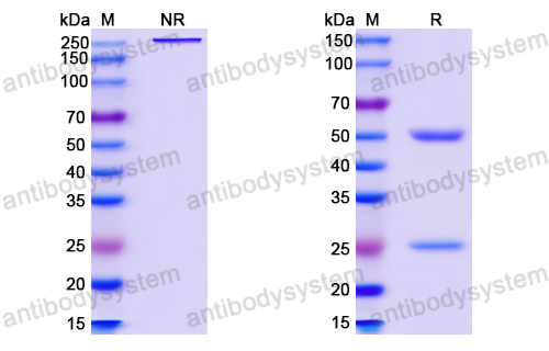 InVivoMAb Anti-HIV1 env/Env polyprotein Antibody (CH59)