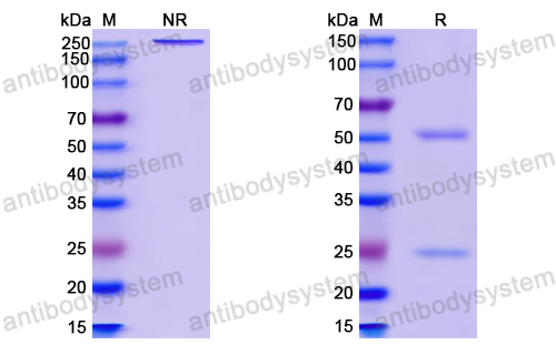 InVivoMAb Anti-HBV-A S-HBsAg/SHB Antibody (Iv0151)