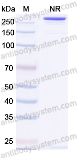 InVivoMAb Anti-Influenza A virus (H3N2) HA/Hemagglutinin Broadly Neutralizing Antibody (F045-092)