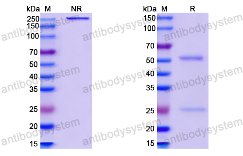 InVivoMAb Anti-HPV58 L1/Major capsid protein L1 (Iv0002)