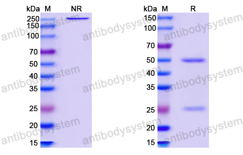 InVivoMAb Anti-HPV58 L1/Major capsid protein L1 (Iv0003)