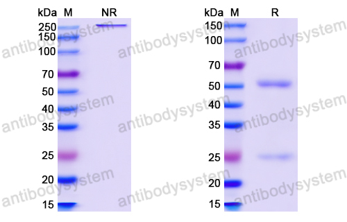 InVivoMAb Anti-HPV58 L1/Major capsid protein L1 (Iv0004)