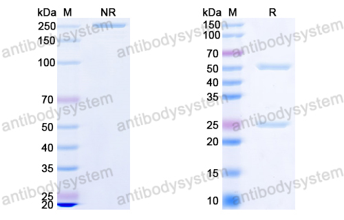 InVivoMAb Anti-HPV6 L1/Major capsid protein L1 Pentamer Antibody (Iv0005)