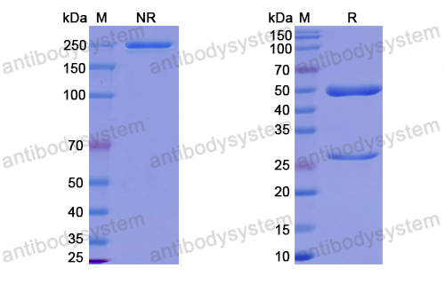 InVivoMAb Anti-HPV59 L1/Major capsid protein L1 (Iv0006)