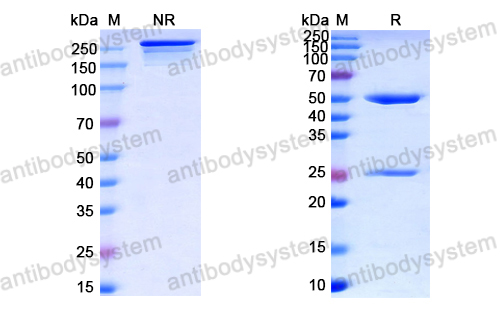 InVivoMAb Anti-HPV B19/B19V NS1/Non-structural protein 1 (Iv0007)