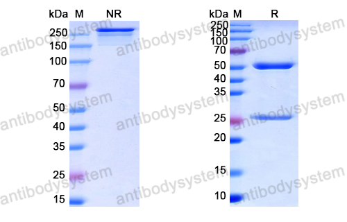 InVivoMAb Anti-HPV B19/B19V VP1/Coat protein VP1 (Iv0009)