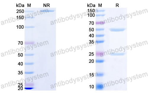 InVivoMAb Anti-HPV16 L2/Minor capsid protein L2 (Iv0014)